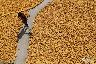 鄉村振興新舉措 東營率先啟動農民職稱評審，家禽家畜養殖能手可申報