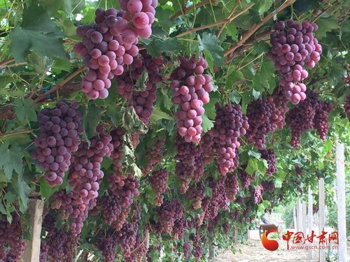 金塔縣 夯實質量監管基礎，實施綠色品牌引領，助推初級農產品高質量發展